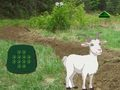 Гульня Каза знайдзі дзіця  онлайн