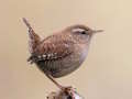 Гульня Birdlingo онлайн