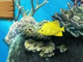 Гульня Вялікая рыба есць мала  онлайн